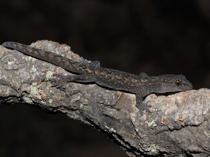 Hoplodactylus maculatus - kleine Form